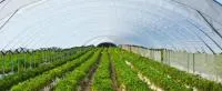 Балаганная пленка