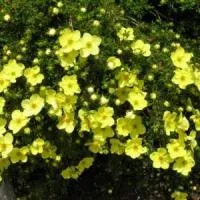 Саженцы Курильского чая (лапчатка кустарниковая), ЗКС (в контейнерах)