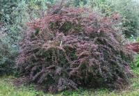 Барбарис Тунберга 'Atropurpurea'