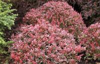 Барбарис Тунберга Atropurpurea nana