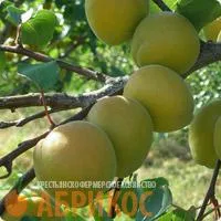 Саженцы абрикоса Энтузиаст