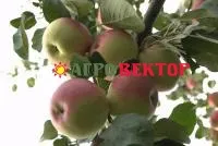 Саженцы яблони Беркутовское