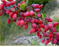 Саженцы барбариса амурского