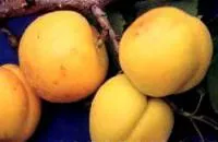 Саженцы абрикоса ХАБАРОВСКИЙ